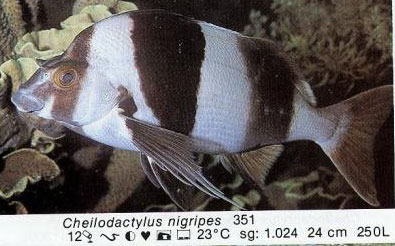 Cheilodactylus nigripes